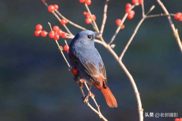 穿上紅裙子的鳥兒