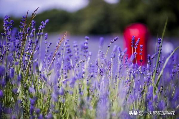 秋天是這10種花卉的天下,薰衣草、大麗花、薰衣草種在花園超美 秋天是這10種花卉的天下,薰衣草、大麗花、薰衣草種在花園超美