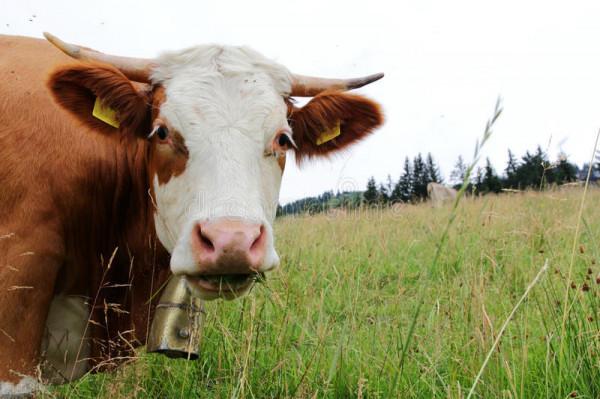 22年前東北虎與兩農民張廣才嶺面對面，農民竟然平安無事退走