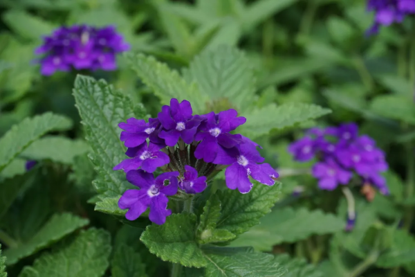 京城這個爆火的4A級景區，你打卡了嗎？快收下這份經典路線攻略，跟著走就行！