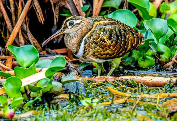 多圖｜石屏異龍湖觀鳥圖鑑