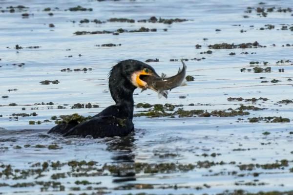 照片故事～溼地鳥類