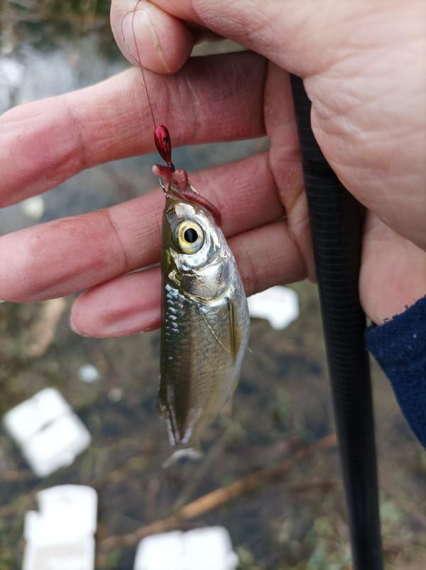 二戰水庫同樣被小趴虎教育，是釣位問題還是資源不好？