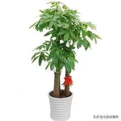 客廳種什麼花最好