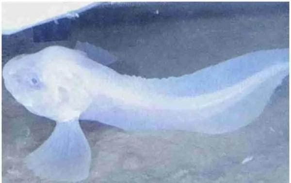 7千米深海現新種魚 可像蜘蛛一樣爬行