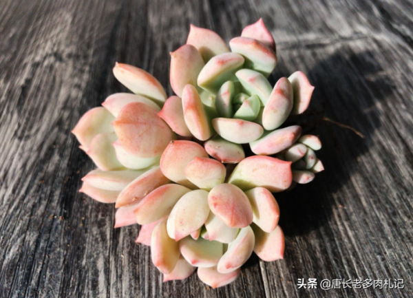 多肉蜜桃格林和香草比斯，二者長得確實挺像，但細看卻有5處不同