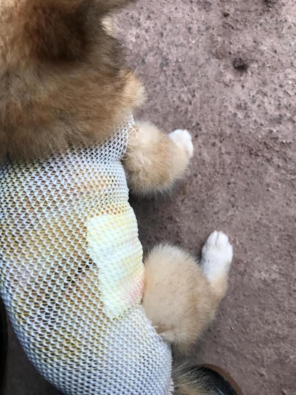 看見它好了我也開心