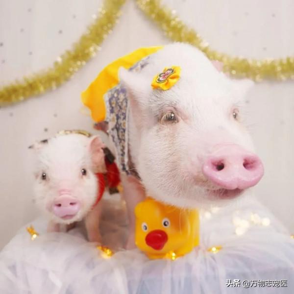 養貓養狗又養豬，養一隻寵物豬是怎樣的體驗？