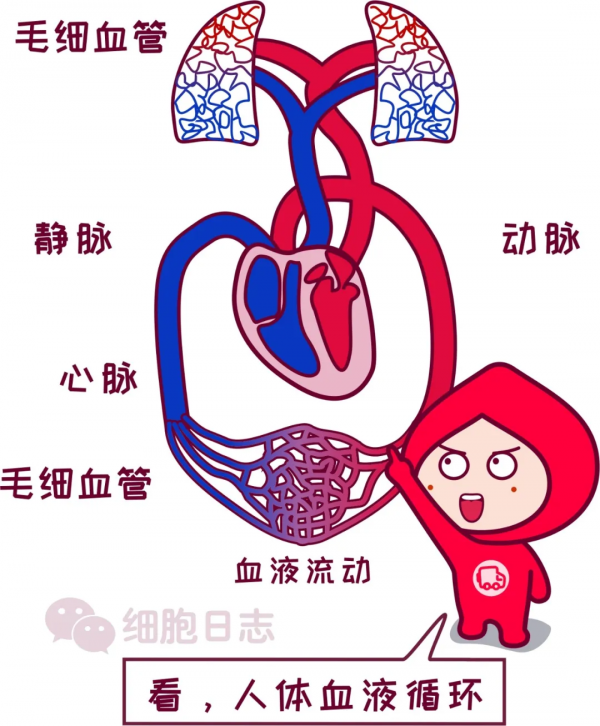 【獻血小知識】少量失血不可怕，人人體內都有大小&OpenCurlyDoubleQuote;血庫&rdquo;