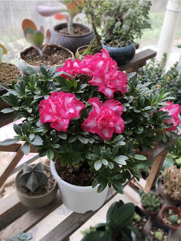 新買的杜鵑,記住4點,不黃葉不落葉,盆盆都能開爆 新買的杜鵑,記住4點,不黃葉不落葉,盆盆都能開爆