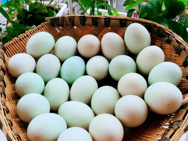買鴨蛋時,選“白殼”還是“青殼”,差別很大,建議弄明白了再買 買鴨蛋時,選“白殼”還是“青殼”,差別很大,建議弄明白了再買