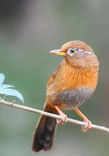分享鳥類圖片-畫眉鳥