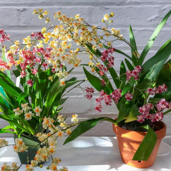 七種“富貴花”，適合冬天養，寓意吉祥又大氣，關鍵還喜慶