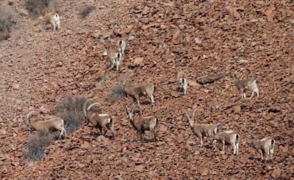 新疆東天山出現成群的北山羊,在山間上躥下跳覓食,超愛舔巖壁 新疆東天山出現成群的北山羊,在山間上躥下跳覓食,超愛舔巖壁