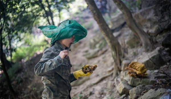 喜馬拉雅山採蜜人:蜂蜜每公斤3500美元也不賣,特供給尼泊爾皇室 喜馬拉雅山採蜜人:蜂蜜每公斤3500美元也不賣,特供給尼泊爾皇室