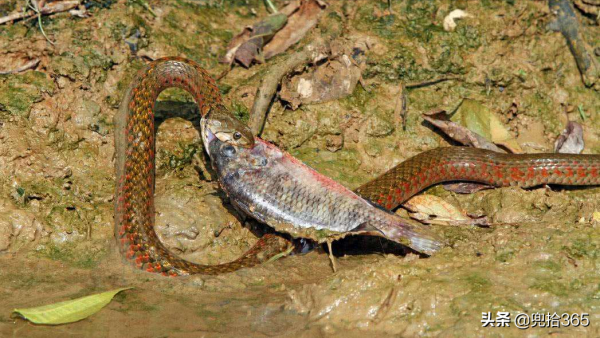 海南一男子野釣的罕見經歷，一次釣獲兩條魚，看清後扔下魚竿就跑