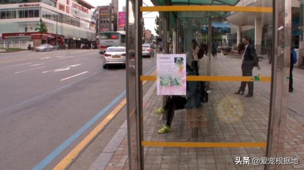 養了7年的狗被人抱走,1個月後與主人再次相遇,它竟忘記了主人 養了7年的狗被人抱走,1個月後與主人再次相遇,它竟忘記了主人