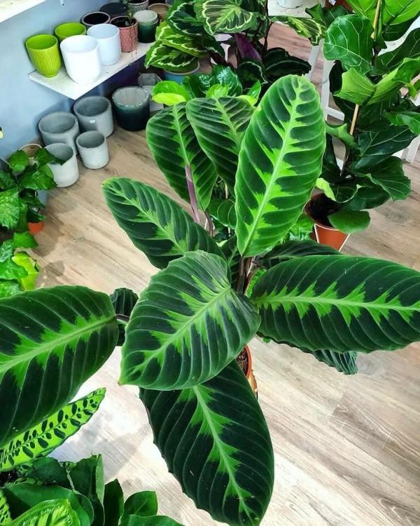 10種&OpenCurlyDoubleQuote;漂亮花&rdquo;，客廳不見光，一樣長爆盆，大氣又漂亮