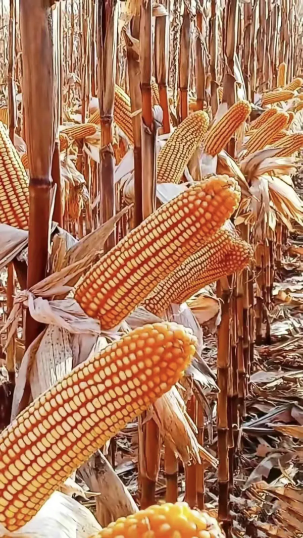 推薦四個國審玉米新品種，高抗莖腐病，活杆成熟，穩產性突出