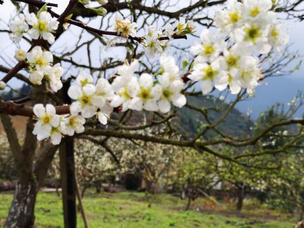 九峰鎮（韶關）：中國最美鄉村，粵北水果之鄉