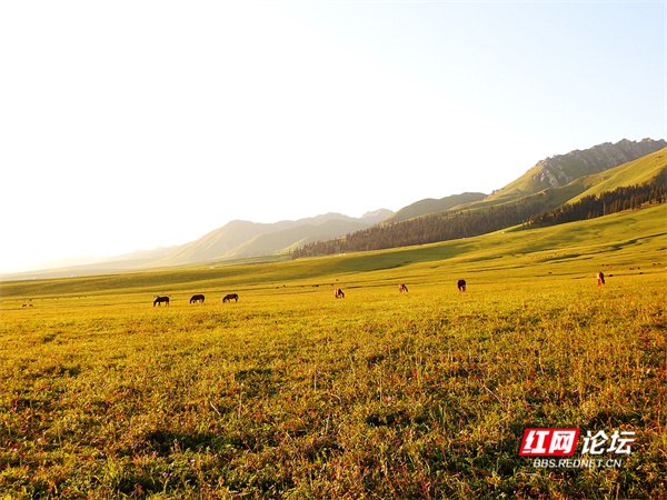帶你看看網友鏡頭下“那拉提養蜂女”生活的草原有多美