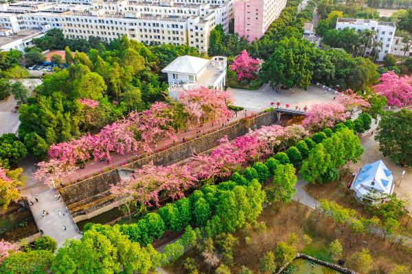 美麗異木棉又採蕤開了！這一路上粉粉滴滴，馬上被圈粉