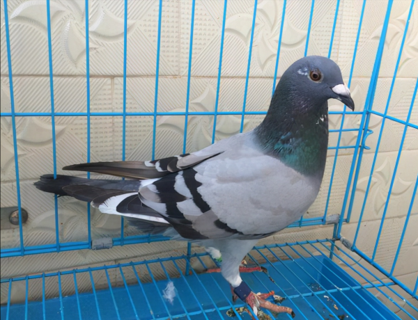 毛腳的鴿子有沒有好鴿子？