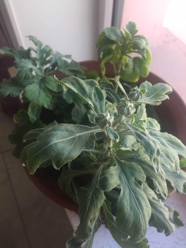 充滿家鄉味的8種野菜,每次回老家,老媽都端一盆上桌蘸醬 充滿家鄉味的8種野菜,每次回老家,老媽都端一盆上桌蘸醬