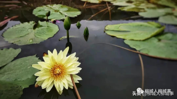 柳城洛崖知青農場格桑花一夜怒放，走，週末約起看花海去