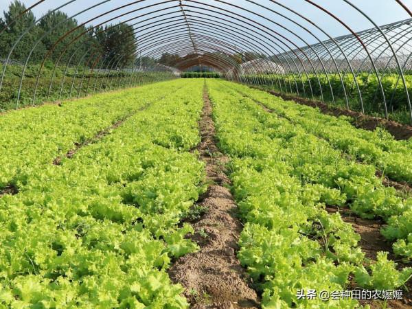 導致蔬菜腐爛的這個病，菜農也要提前防治