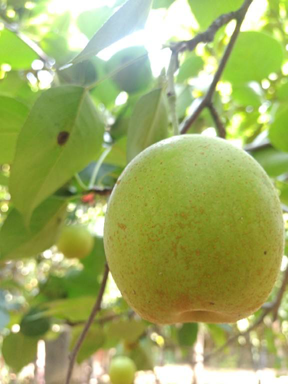 80塊錢一斤的草莓，過年遭哄搶，4種平價好吃水果沒人要