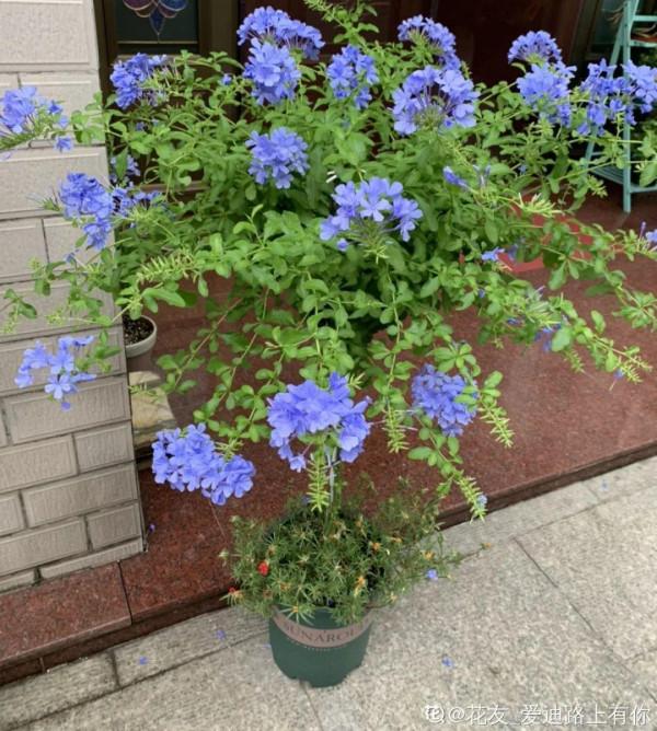 三伏天養花，澆水太難了，學好竅門是關鍵