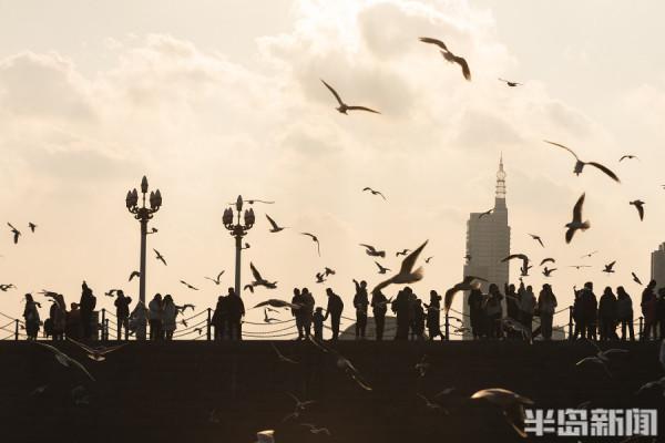 棧橋海鷗最佳觀賞季來了