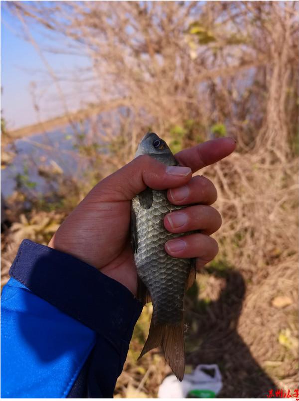 再玩傳統,感覺不再漁獲善可 再玩傳統,感覺不再漁獲善可