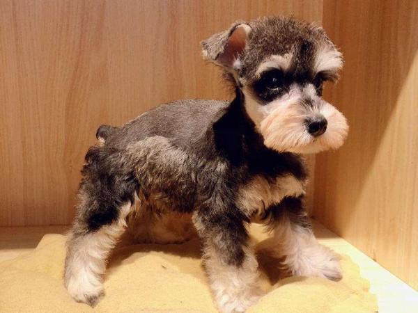 狗界“無體臭”的狗,養了不用擔心家裡臭臭的 狗界“無體臭”的狗,養了不用擔心家裡臭臭的