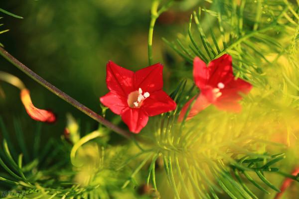 五角紅星花——蔦蘿松