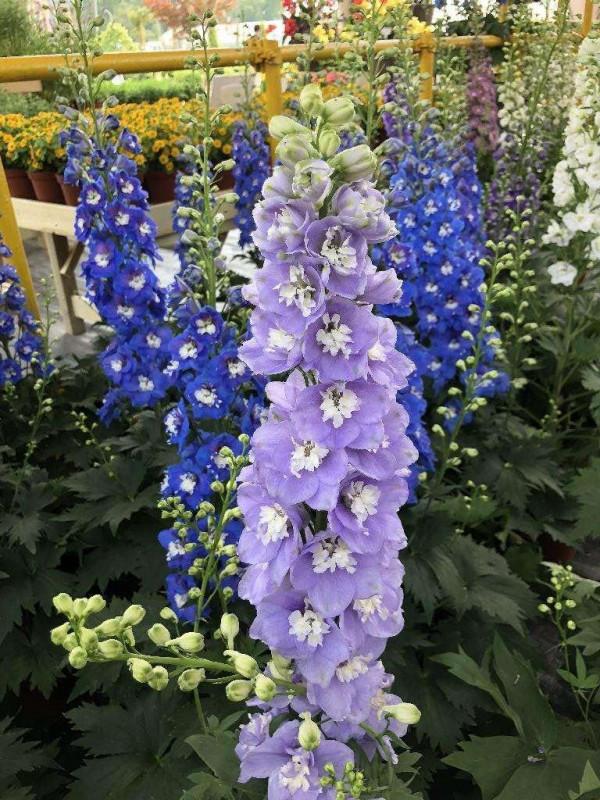 秋天常見的60種花，最全花卉圖譜，收藏起來慢慢看