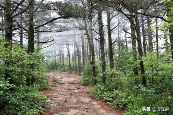 植樹也有";竅門";:單一樹種人工種植弊端多,混植";三木";速生效益好 植樹也有";竅門";:單一樹種人工種植弊端多,混植";三木";速生效益好
