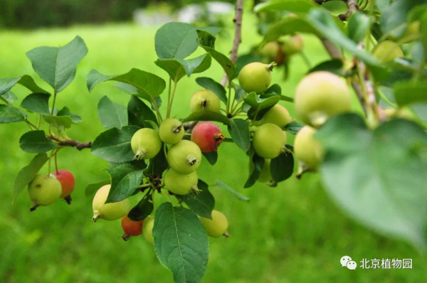 春華秋實,賞海棠紅果正當時~ 春華秋實,賞海棠紅果正當時~