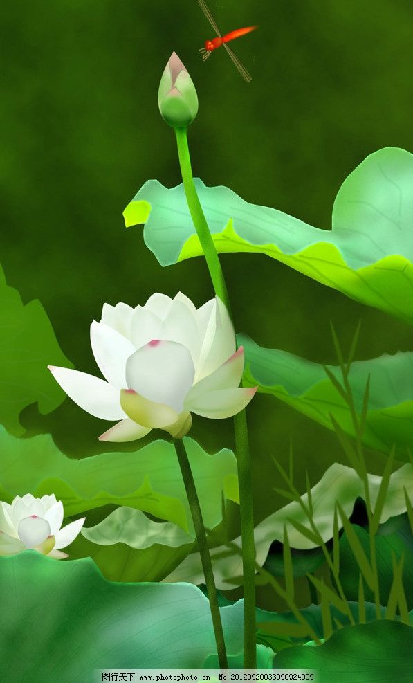 蜻蜓(原創打油詩一首)