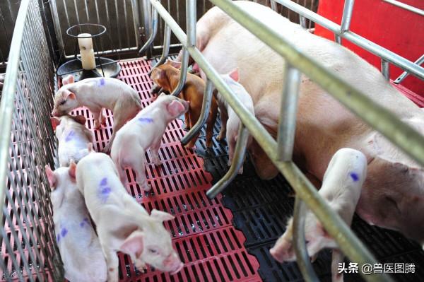 豬場三針保健的兩種做法，讓仔豬更好養，養豬人值得收藏