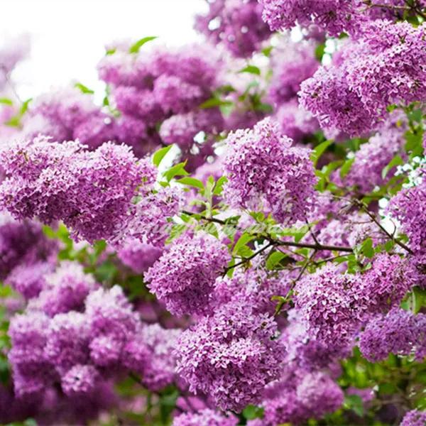 分享圖片，唯美浪漫丁香花