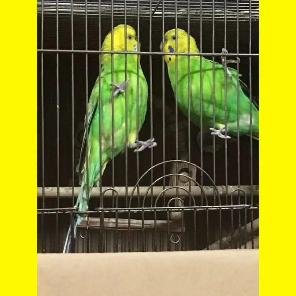 日本網友的魔性簡筆畫,太有靈魂了哈哈哈哈哈 日本網友的魔性簡筆畫,太有靈魂了哈哈哈哈哈