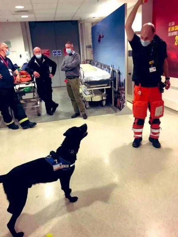 警犬上班“摸魚”被開除了，換了工作後卻很受歡迎：業務能力滿分