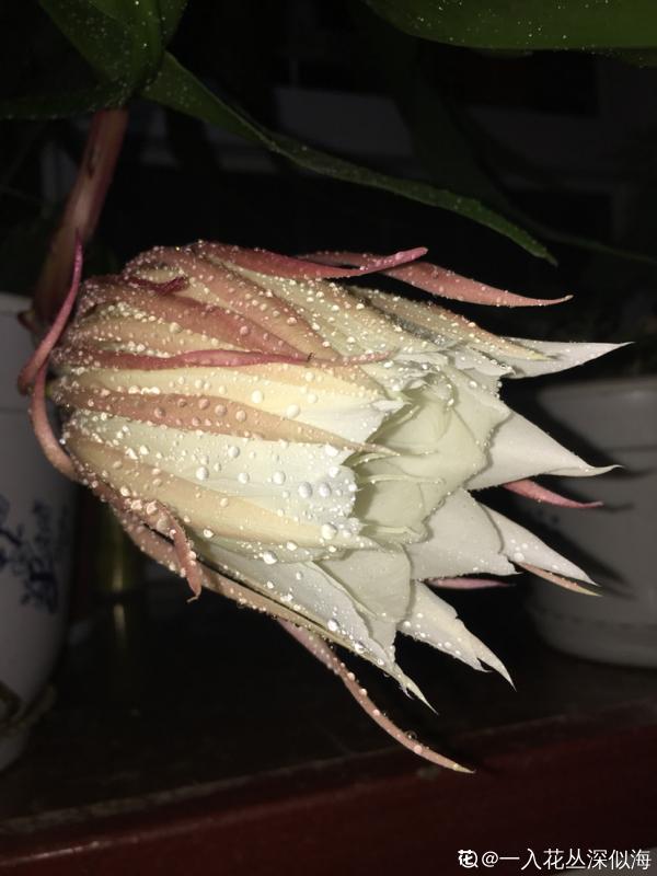 夏日曇花季，養護得好就能看到開放全過程，網友感嘆：美翻了