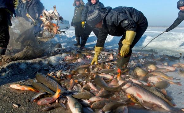 亞洲黑魚入侵美國！一米多長體如胖豬，美國人為何束手無策？