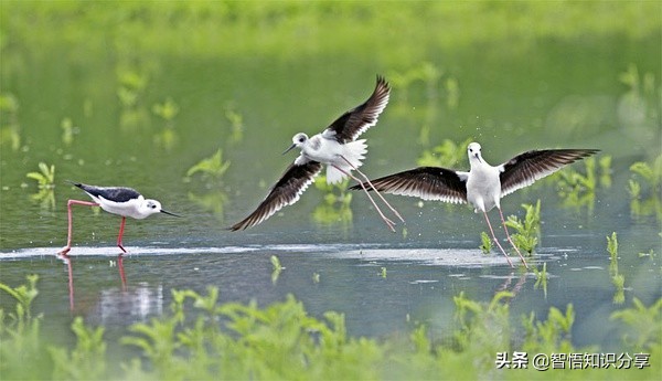 漂亮小鳥在等你欣賞，愛不釋手，萌得可愛