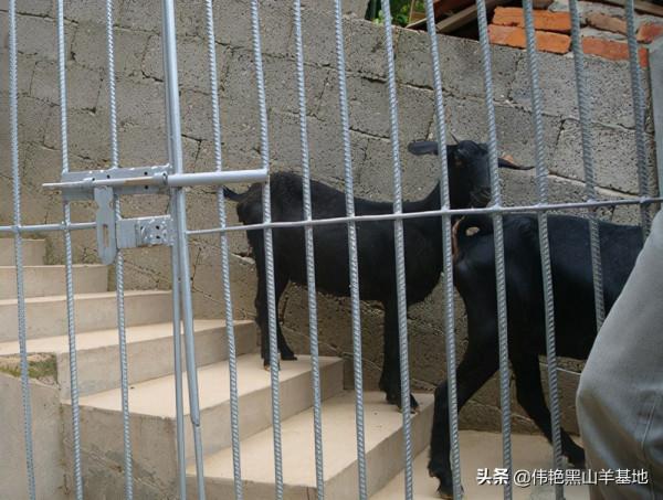 新引入黑山羊，有一個圈養過度的好方法
