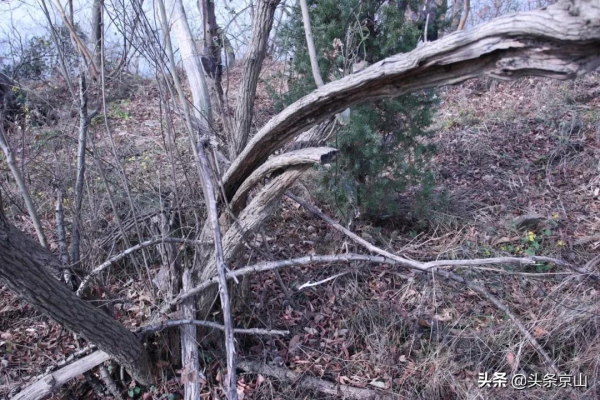 探訪京山楊集磨棋觀