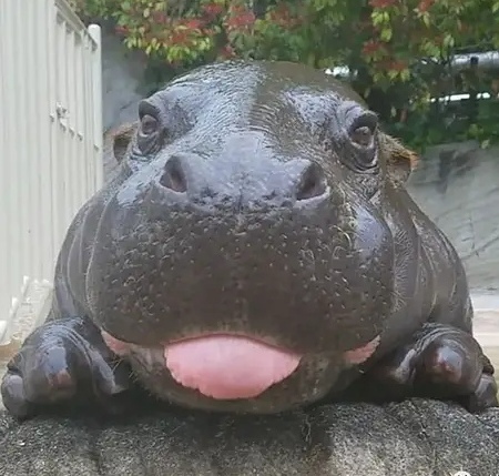 吐舌頭的小動物真可愛